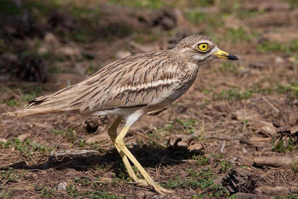 April 2016: Rye Harbour Nature Reserve Sightings